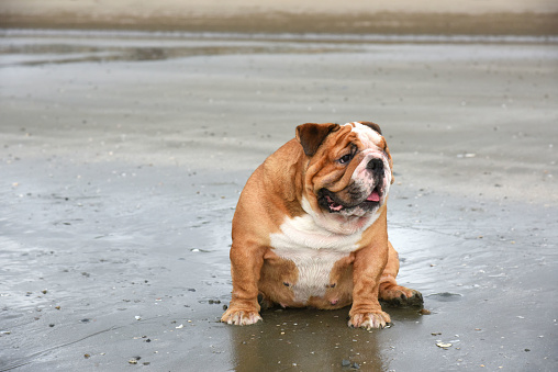 English bulldog  sitting on the beach . cute English bulldog .portrait of English Bulldog on the beach