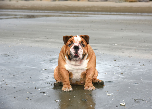 English bulldog  sitting on the beach .