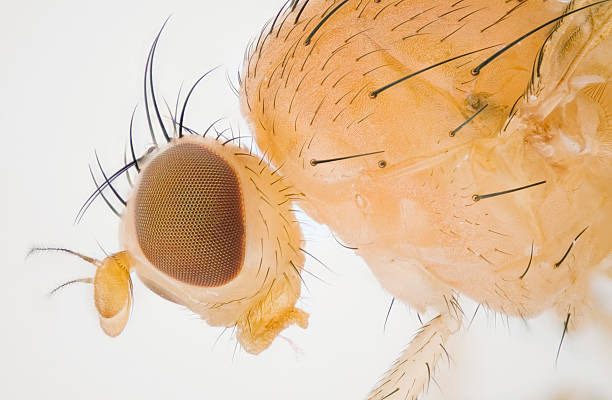 Lauxaniidae fly stock photo