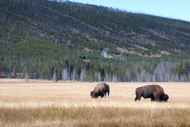 istock Buffalo or Bison and Wilderness in Yellowstone 168257392