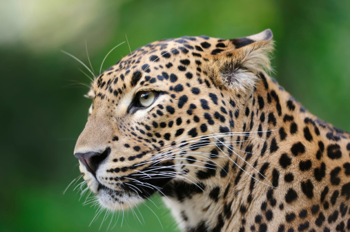 Close-up of a leopard resting on a rock within a zoo. Wild animal in captivity.