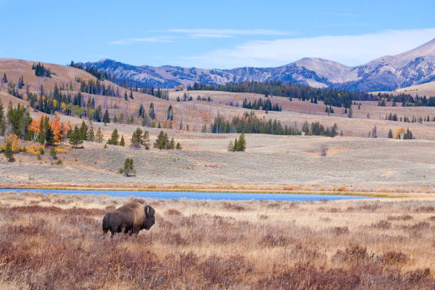 buffalo oder bison und wildnis im yellowstone - wyoming stock-fotos und bilder