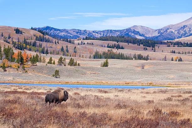 Buffalo or Bison and Wilderness in Yellowstone Buffalo or bison in autumn foliage in Yellowstone National Park. wyoming stock pictures, royalty-free photos & images