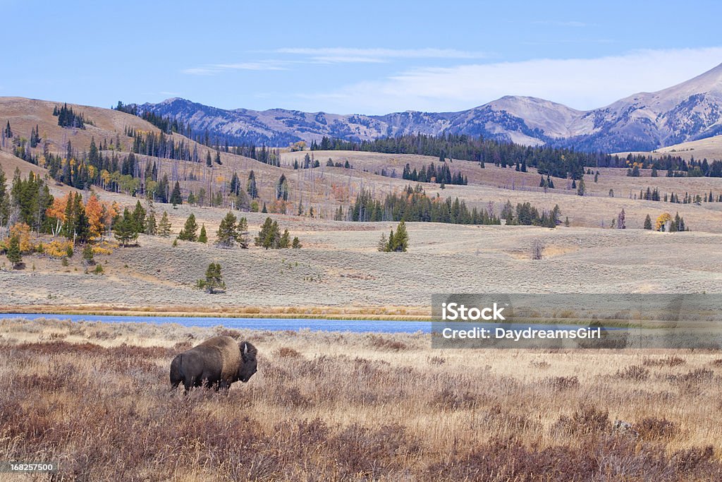 Buffalo i Bison i przyrody w Yellowstone - Zbiór zdjęć royalty-free (Krajobraz)