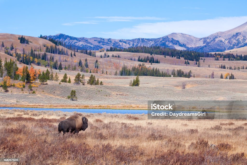 Bisão ou Buffalo e selvagem de Yellowstone - Foto de stock de Paisagem - Cena Não-urbana royalty-free