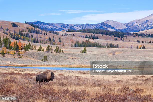 Foto de Bisão Ou Buffalo E Selvagem De Yellowstone e mais fotos de stock de Paisagem - Cena Não-urbana - Paisagem - Cena Não-urbana, Rio Yellowstone, Wyoming