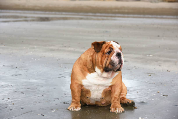 istock English bulldog  sitting  on the beach . 1682576883