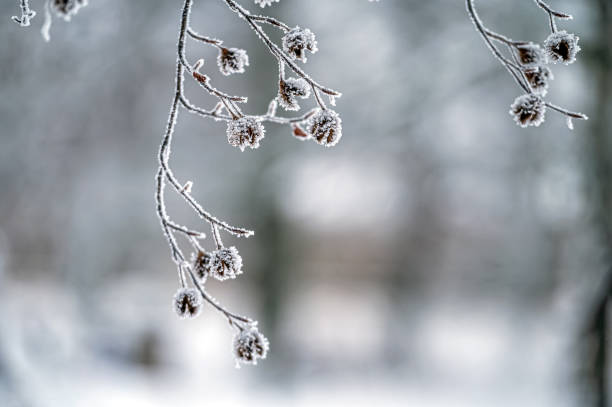 istock Snow on tree branches. Frost on tree branches. Nature weather closeup. Winter background. 1682579062