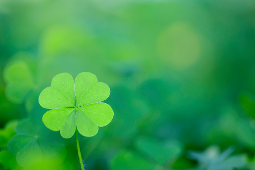 Bright classic four leaf clover background. Selective focus