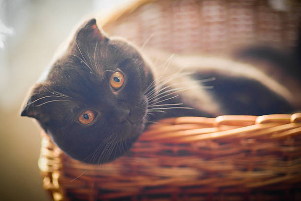 istock Scottish-fold cat lying in his basket and looking into camera 168258005