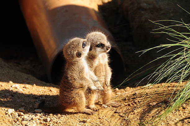 baby meerkats. - erdmännchen stock-fotos und bilder