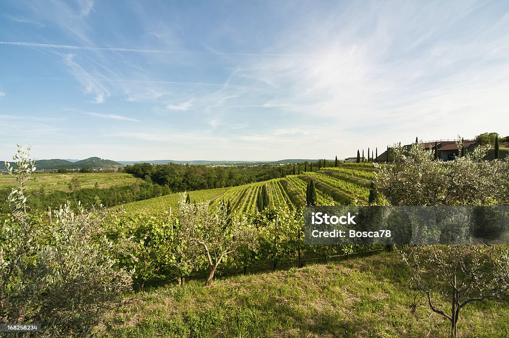 ニースのブドウ園の風景、イタリア北部 - フリウリヴェネツィアジュリアのロイヤリティフリーストックフォト