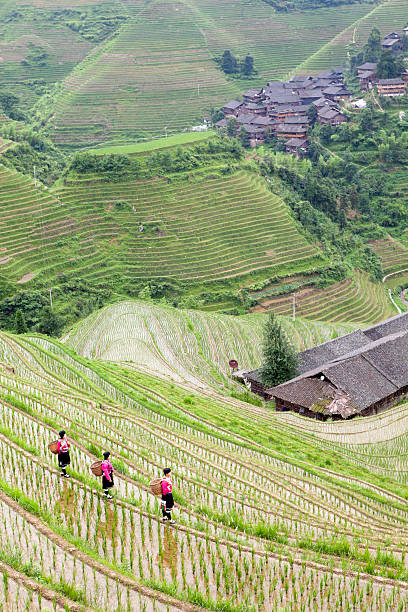 istock Yao Girls Working at Rice Paddy 168258393