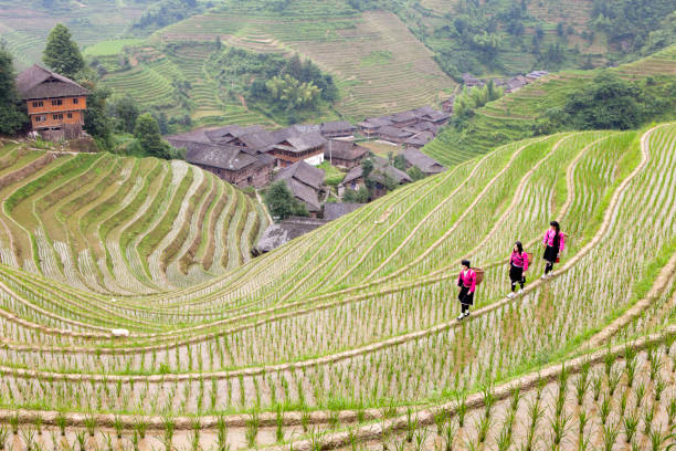 Yao Girls Working at Rice Paddy