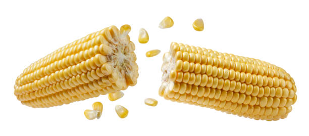 istock Corn cob broken in half flies with grains close-up on a white background. Isolated 1682585599