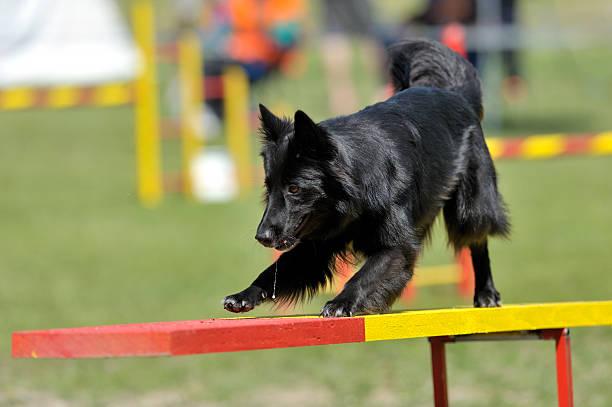 istock Belgian sheepdog groenendael 168258605