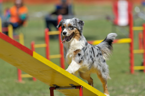 Australian shepherd on agility course, see-saw or teeter obstacle