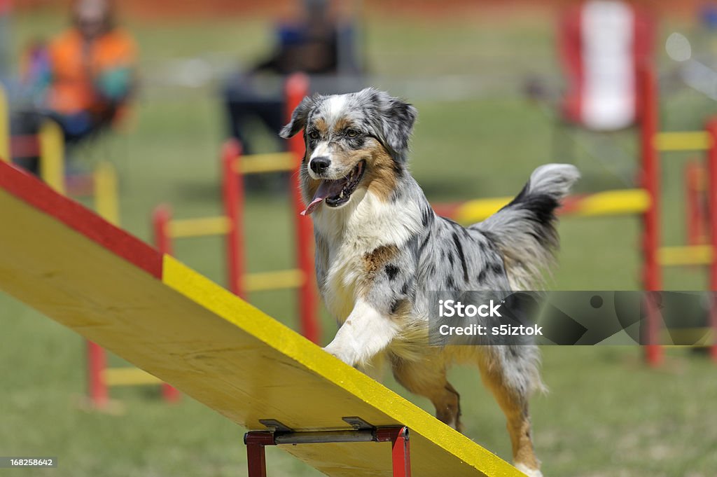 Australian Shepherd Australian shepherd on agility course, see-saw or teeter obstacle Dog Stock Photo