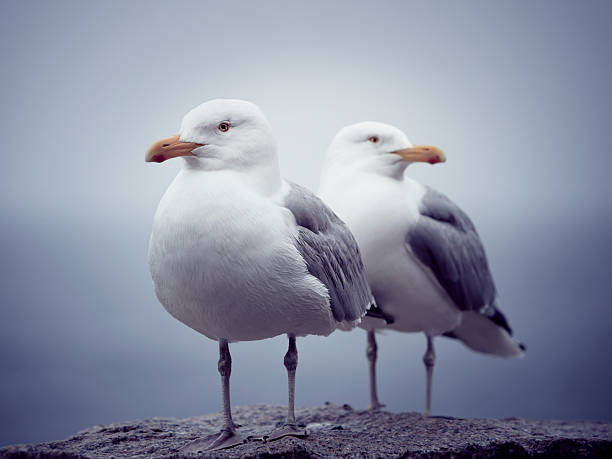 Seagulls stock photo