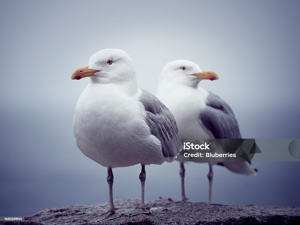 Gaivotas - Foto de stock de Gaivota royalty-free