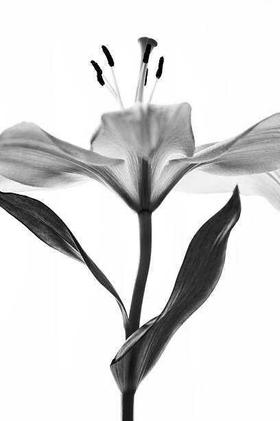monochrome lily monochrome lily flower isolated on white lily photos stock pictures, royalty-free photos & images