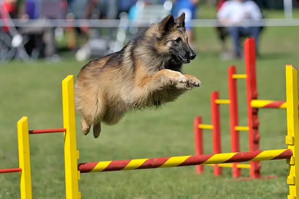 Belgian sheepdog Tervuren on agility course, over the jump hurdle