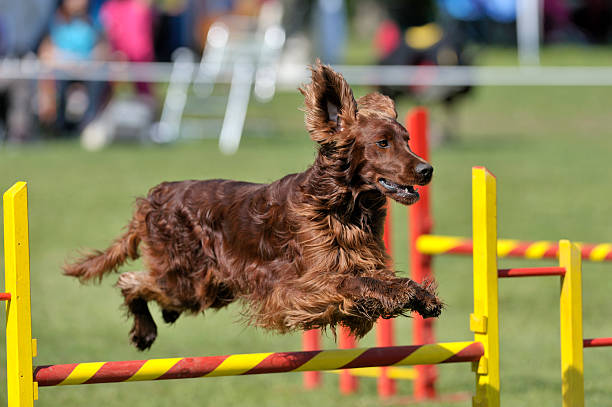 Irish Setter Irish Setter on agility course, over the jump hurdle irish setter stock pictures, royalty-free photos & images