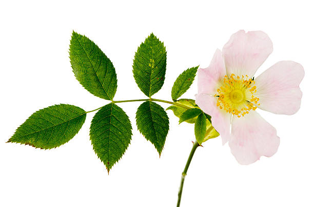 犬のローズ rosa canina と植物 - dogrose ストックフォトと画像