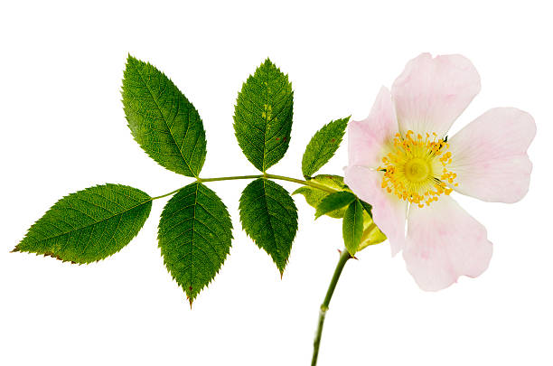 Dog Rose Rosa Canina And Foliage Dog Rose (Rosa canina) and foliage. Isolated on white. rosa canina stock pictures, royalty-free photos & images