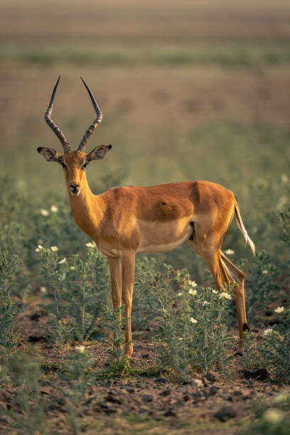 istock Male common impala stands amongst high plants 1682594425