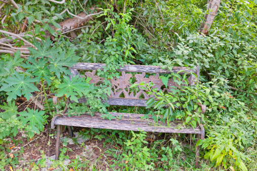 Bench surrounded by trees and shrubs along the Lighthouse Footpath, a hike through the Cayman's typical vegetation. This part of the path maybe would need more maintenance... Eastern Bluff, Cayman Brac, Cayman Islands. 