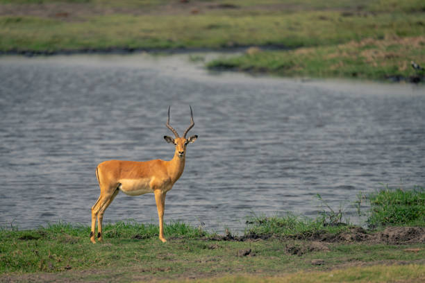 istock Male common impala stands by river staring 1682594946
