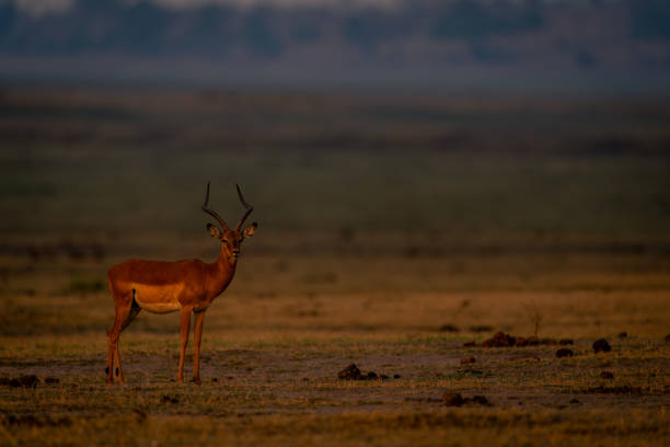 istock Male common impala stands on grass floodplain 1682594960