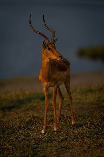 Male common impala stands staring with catchlight