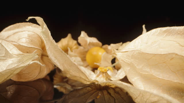 Physalis in the form of Chinese lanterns, the camera glides through its fruits and discarded husks. Dolly slider extreme close-up.