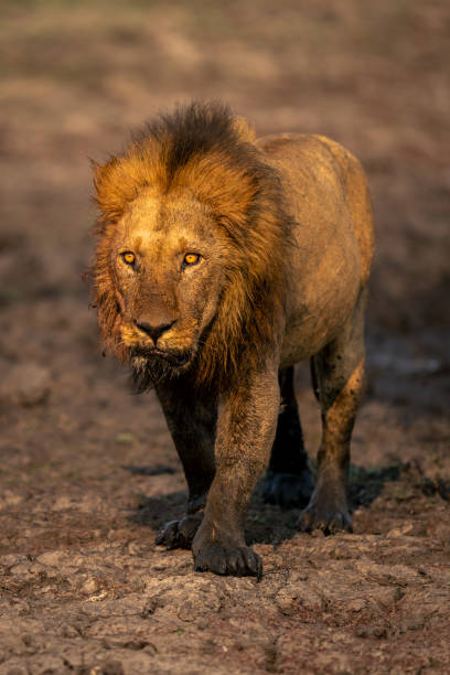 istock Male lion stands staring covered in mud 1682603311