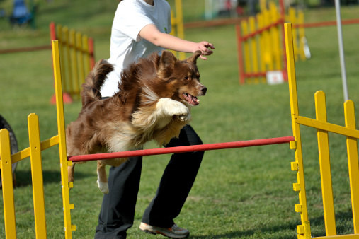 Australian Sheepdog on agility course, over the jump hurdle