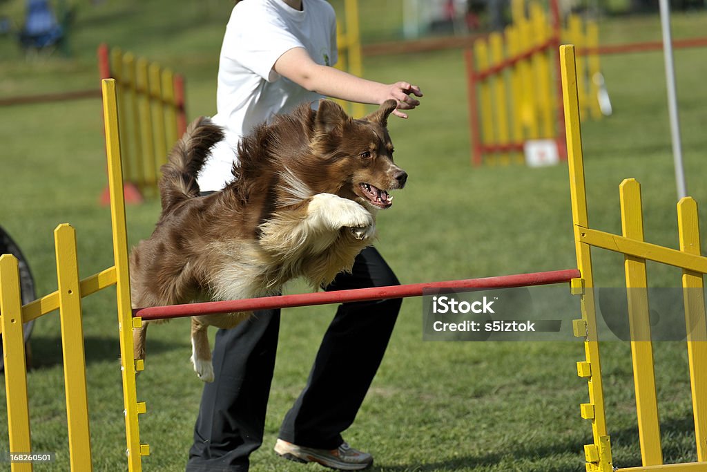 Jump Australian Sheepdog on agility course, over the jump hurdle Dog Agility Stock Photo