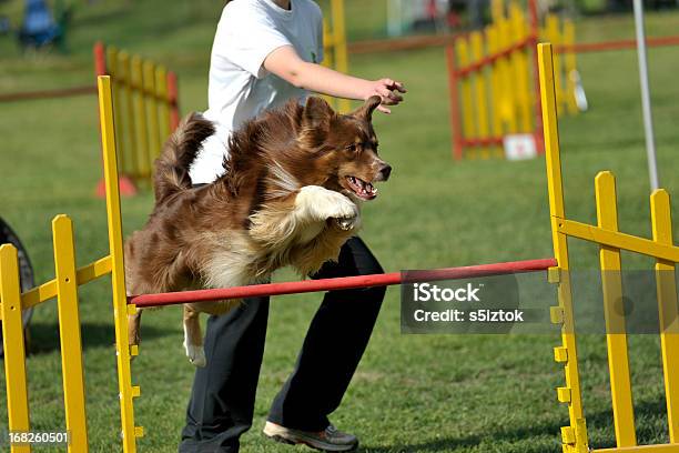 Jump Stock Photo - Download Image Now - Dog Agility, Dog, Animal Trainer