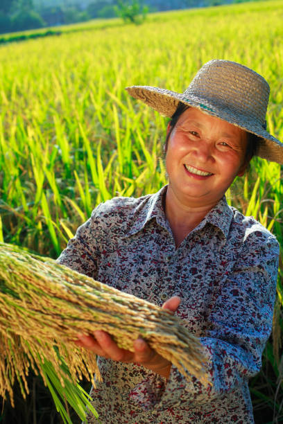 istock happy asian farmer holding rice in paddy 168260701