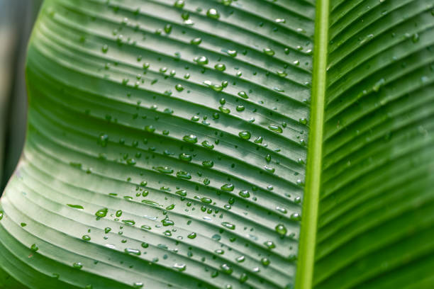 una gran hoja tropical con gotas de agua - water rainforest frond tropical climate fotografías e imágenes de stock