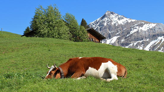 Sleeping cow on a green meadow, mountain and hut.
