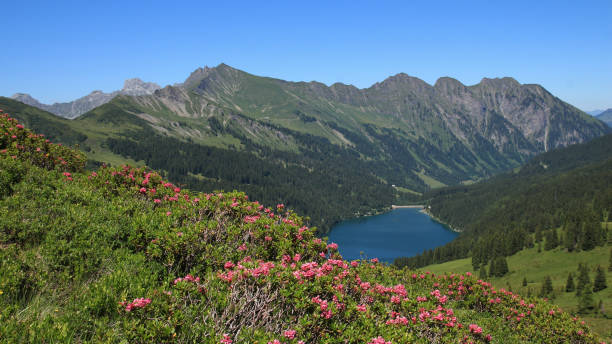 istock Alpenrosen and  Lake Arnensee, Switzerland. 1682615427