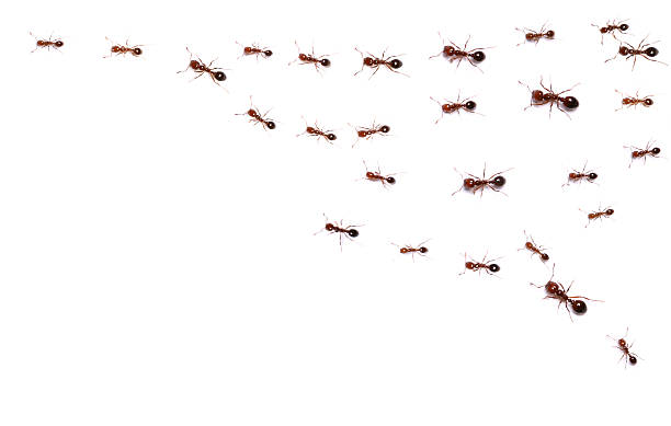 ants en movimiento - hormiga fotografías e imágenes de stock