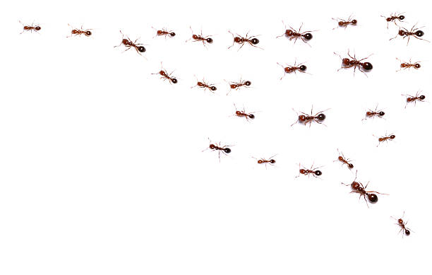 Ants on the Move Rows of Fire Ants, some ants are blurred from motion. ant stock pictures, royalty-free photos & images