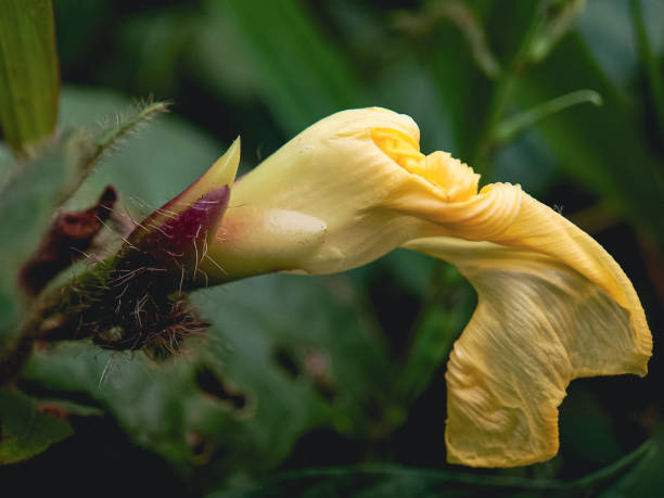 Withered trumpet flowers.