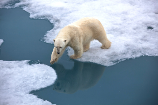 Oso Polar caminar sobre hielo con agua de estanque photo