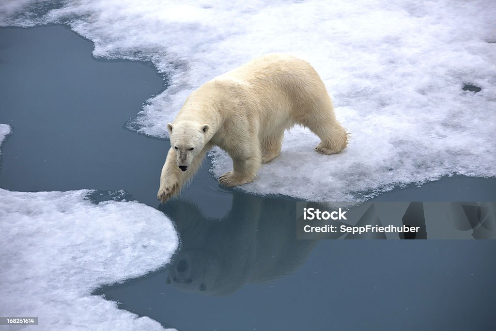 Polar bear walking on pack ice with water pond Polar bear walking on pack ice with open water. Reflection in the water.Symbolic for climate situation in the arctic. Reflection in the waterSymbol for endangered wildlife by global warming. The picture is taken between Franz Josef Land and North pole in the russian arctic. Polar Bear Stock Photo