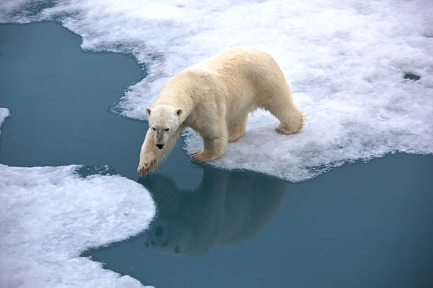 Polar bear walking on pack ice with water pond Polar bear walking on pack ice with open water. Reflection in the water.Symbolic for climate situation in the arctic. Reflection in the waterSymbol for endangered wildlife by global warming. The picture is taken between Franz Josef Land and North pole in the russian arctic. ice floe photos stock pictures, royalty-free photos & images