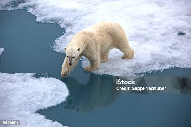 Polar Bear Walking On Pack Ice With Water Pond Stock Photo - Download Image Now - Polar Bear, Climate Change, Ice